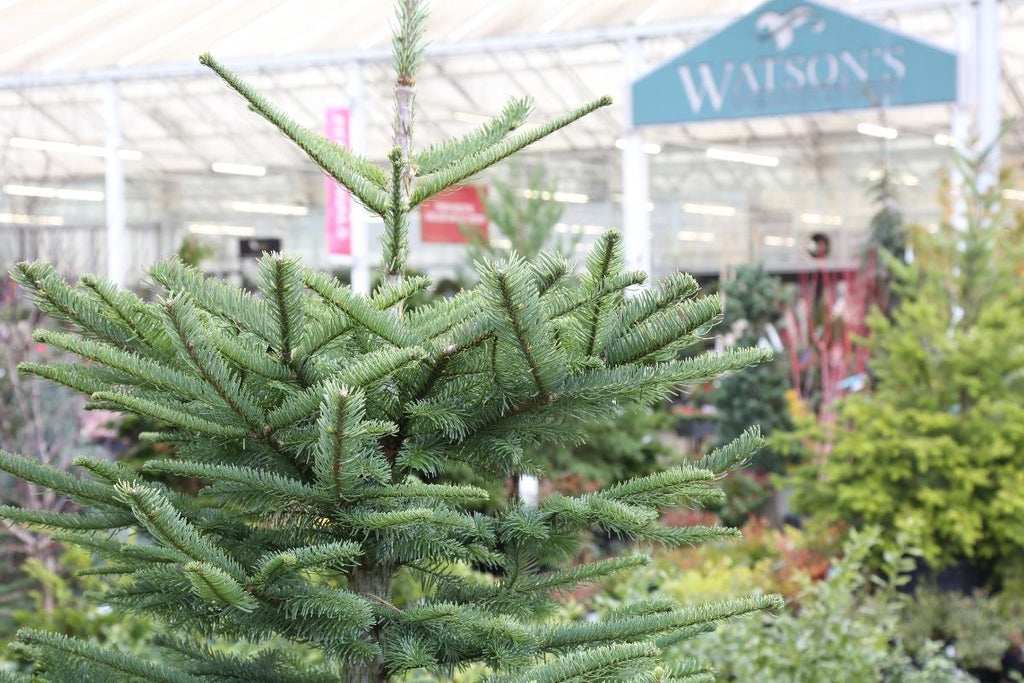 How to Care for Living Christmas Trees Watson's Greenhouse