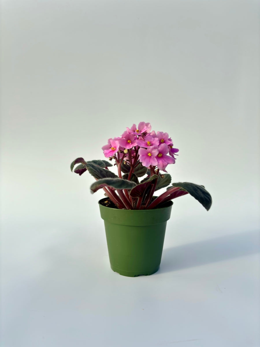 plant pots for african violets African Violet 4'' – Watson's Greenhouse