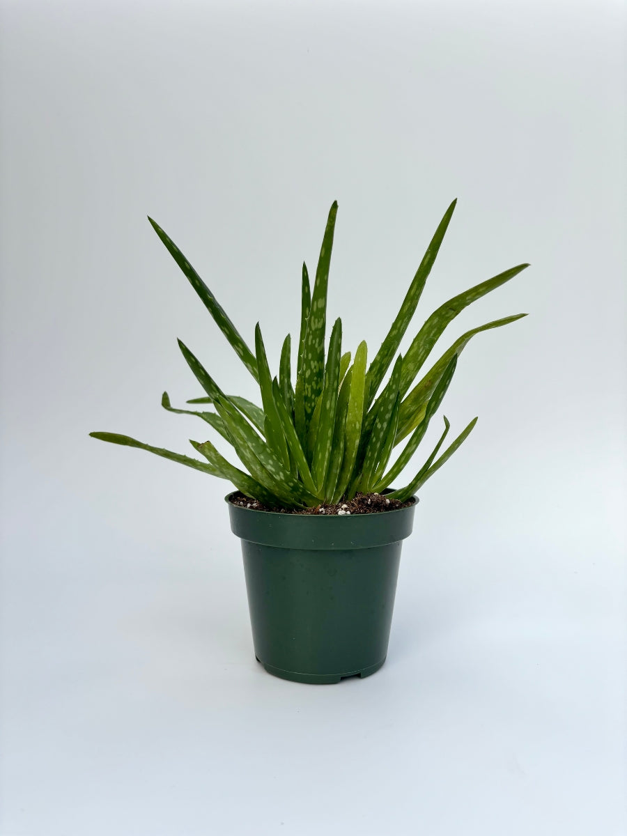 Aloe Vera Plant Nursery 4