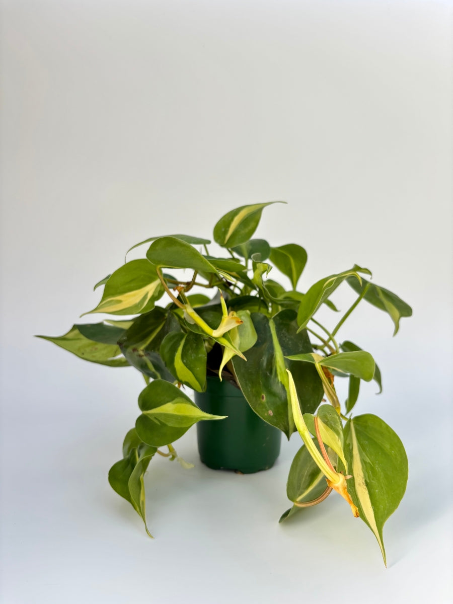 philodendron hederaceum brasil dog friendly Philodendron Brazil – 4" Potted Heartleaf Philodendron | Easy-Care Trailing Indoor Plant | Elegant Philodendron Scandens