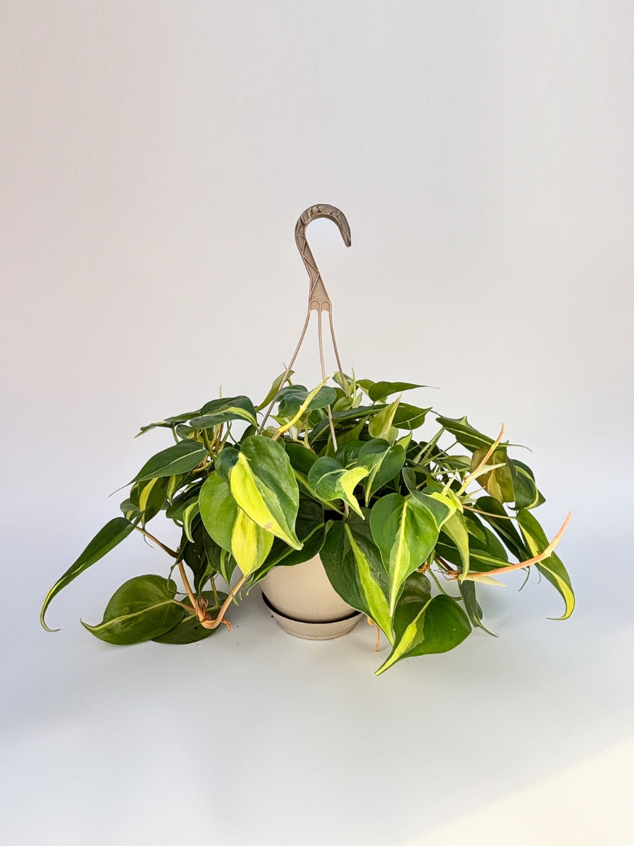 Philodendron ‘Brasil’ 8