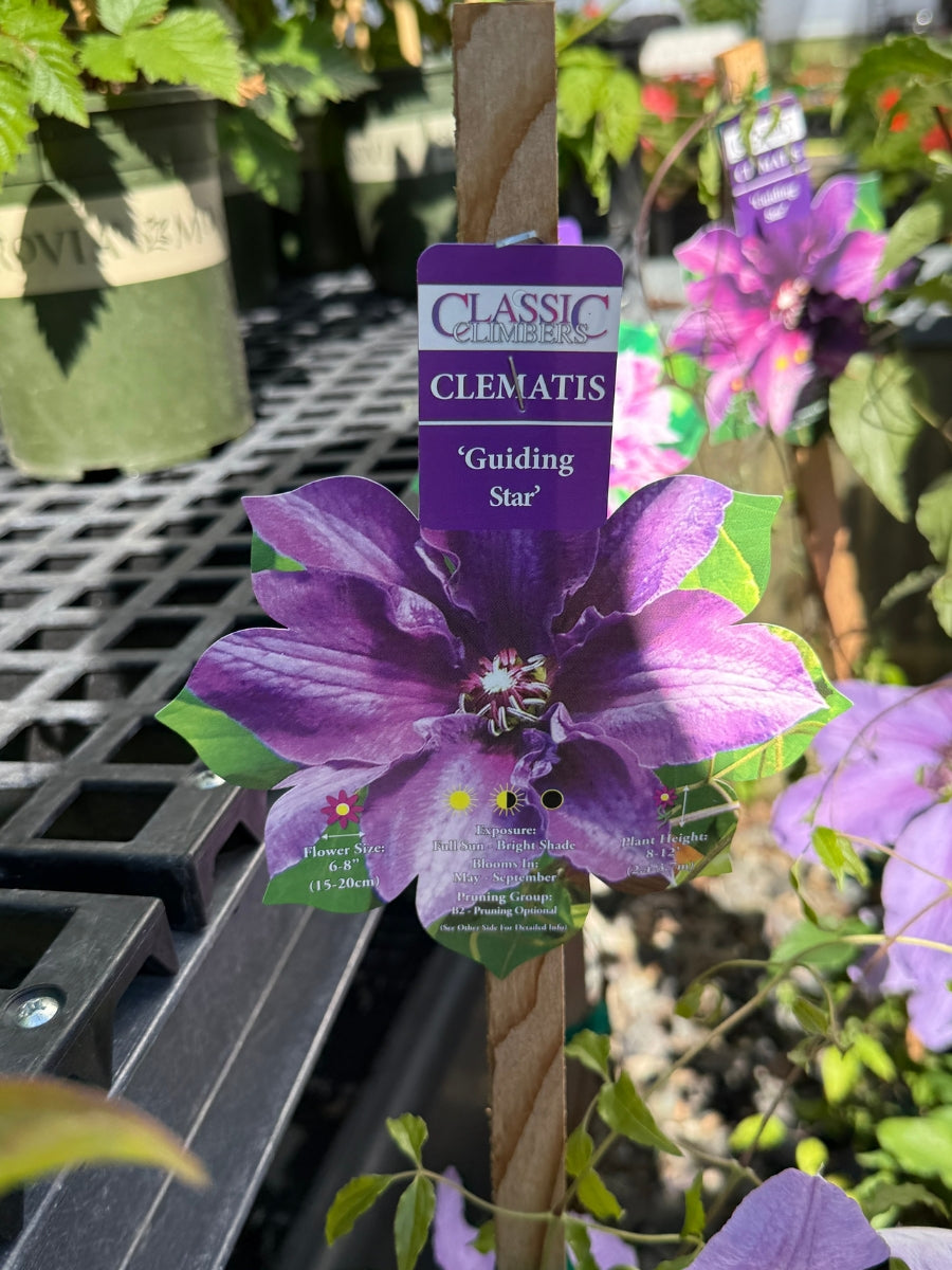 clematis plants for shade Clematis 'Guiding Star' 1G