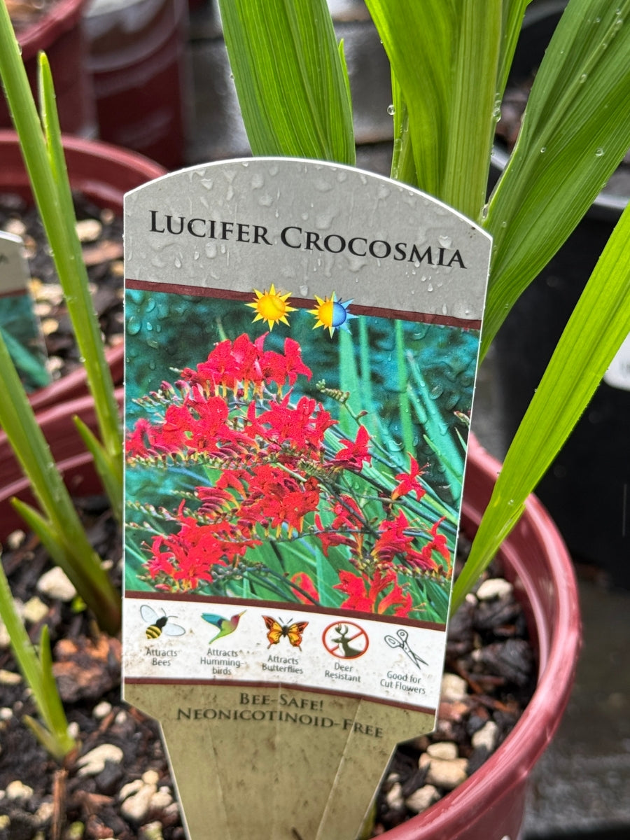 Crocosmia 'Lucifer' 1G – Watson's Greenhouse