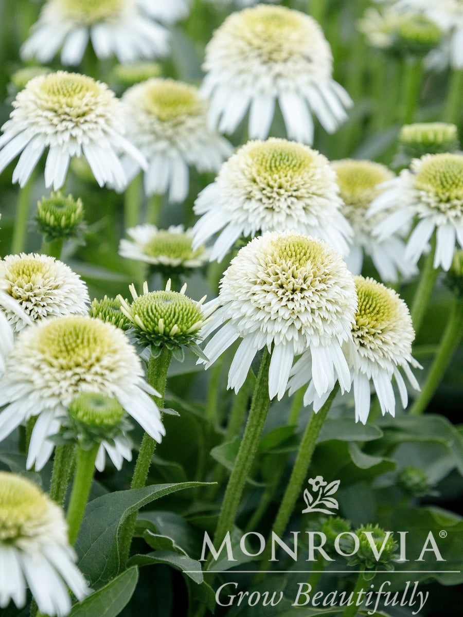 Echinacea 'Delicious Nougat' 1G – Watson's Greenhouse