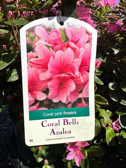 Azalea 'Coral Bell'