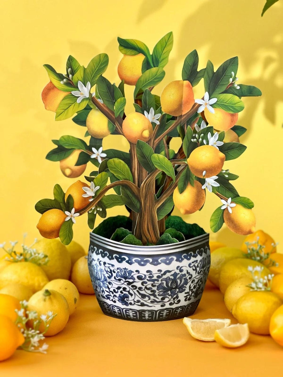 lemon tree planter pot Lemon Blossom Tree Pop-Up Bouquet