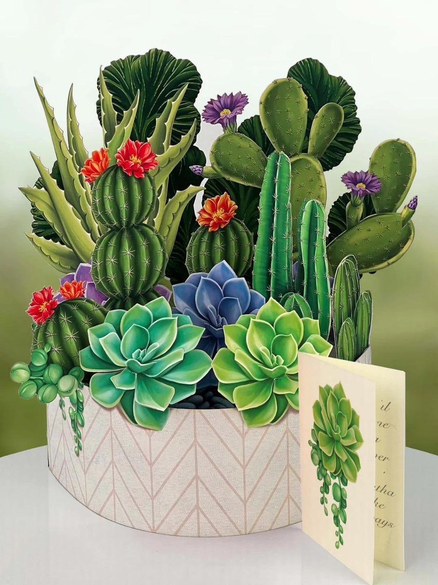 cactus plants pot design Cactus Garden Pop-Up Botanicals