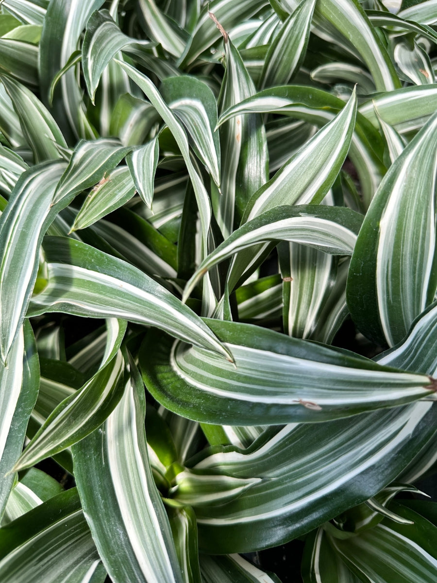dracaena plant green and white Dracaena Jade Jewel- Live Plant in a 4 Inch Pot - Dracaena Fragrans 'Jade Jewel'