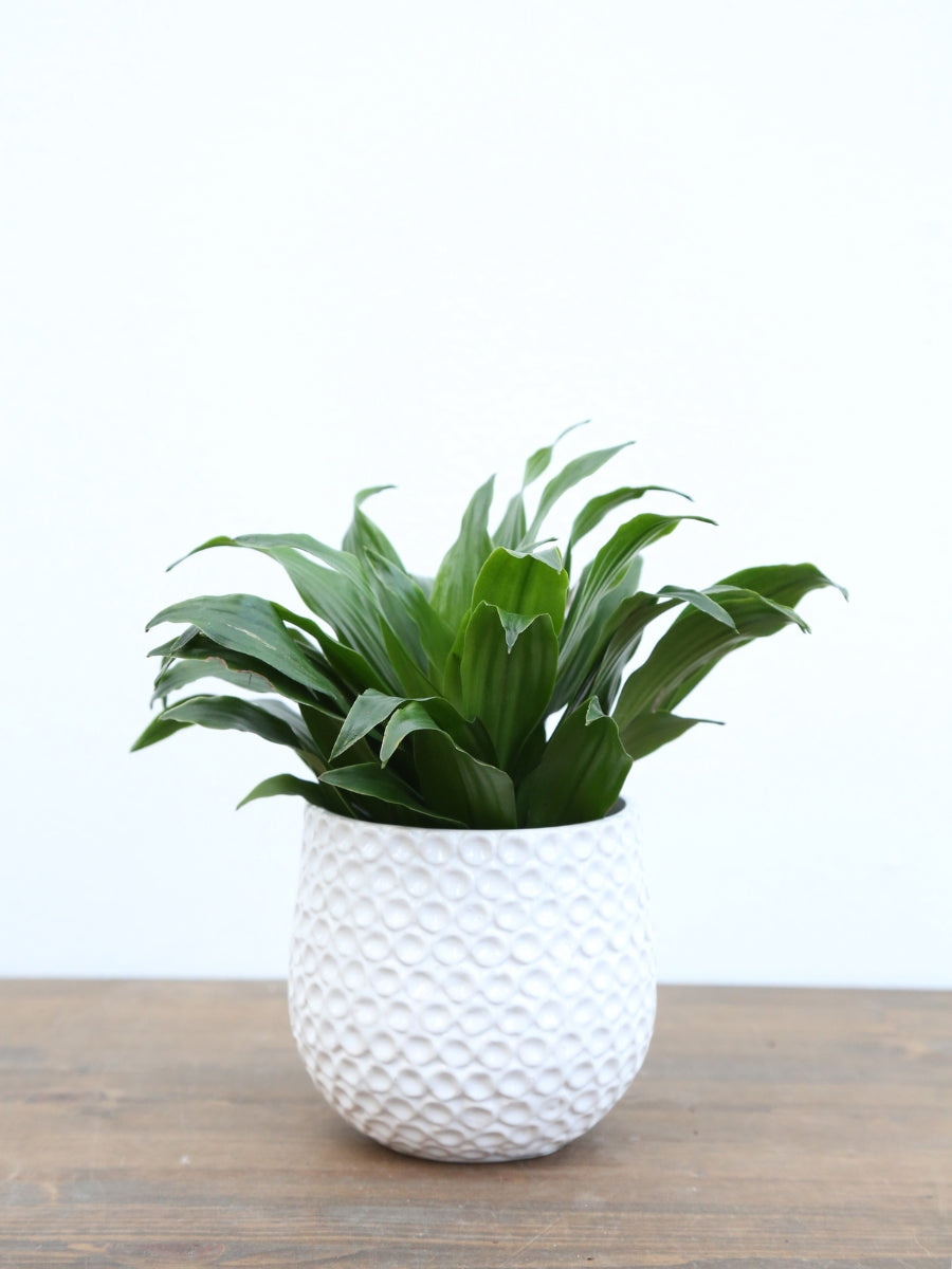 dracaena janet craig outdoors Dracaena Janet Craig – Watson's Greenhouse