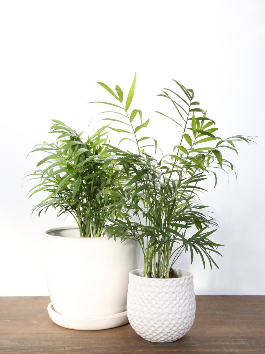 neanthe bella palm plant Neanthe Bella Palm
