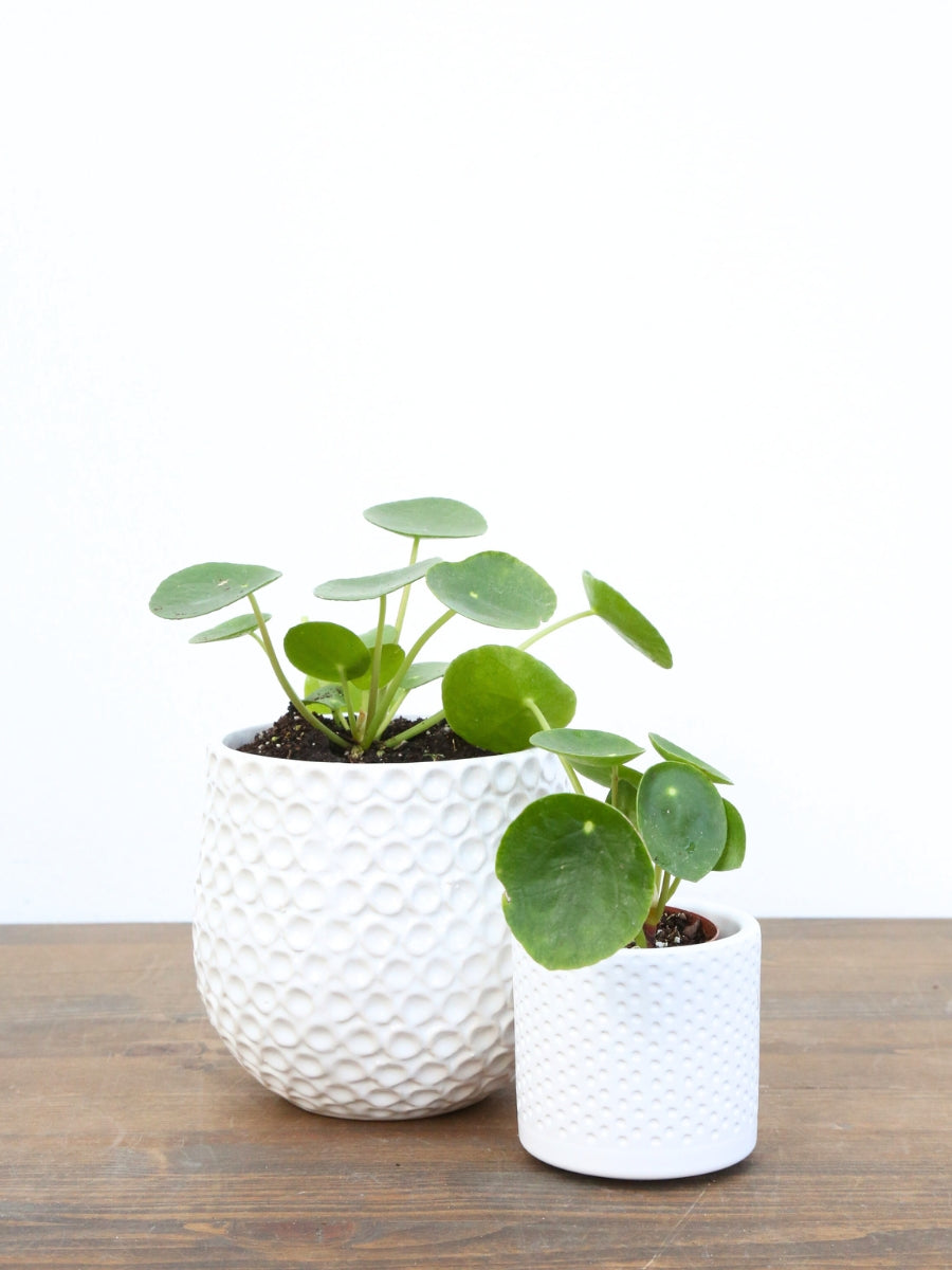 money plant in green vase Pilea 'Chinese Money Plant' – Watson's Greenhouse