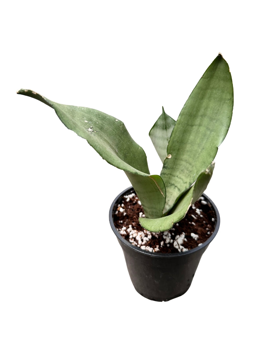 moonshine sansevieria Easy to Grow Bulbs Sansevieria Moonshine Houseplant