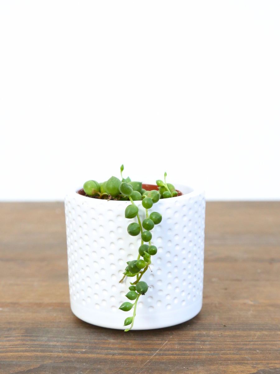 white dotted succulent Senecio String of Pearls – Watson's Greenhouse