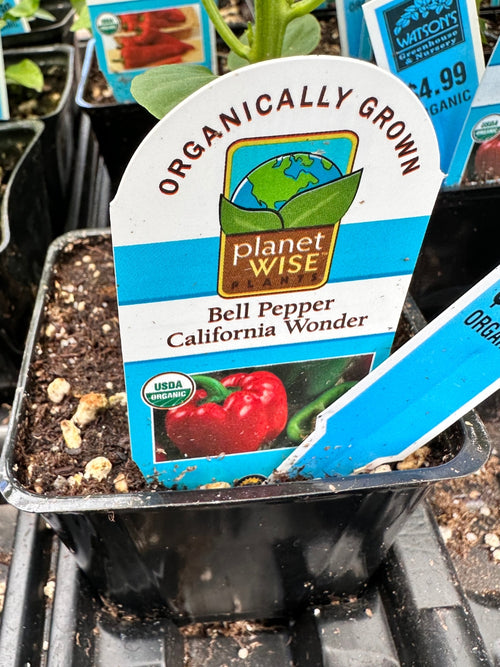Organic Pepper 4" | California Wonder Bell