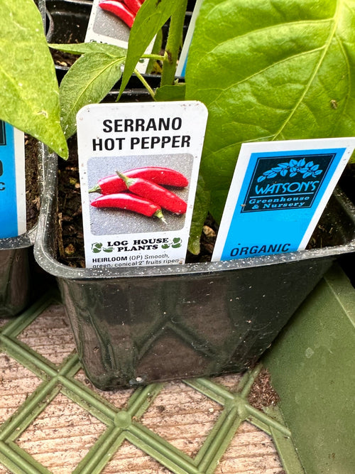 Organic Pepper 4" | Serrano