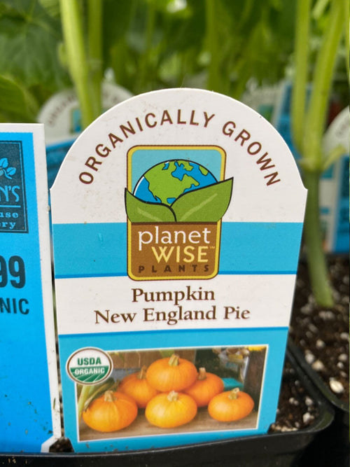 Organic Pumpkin 4" | New England Pie