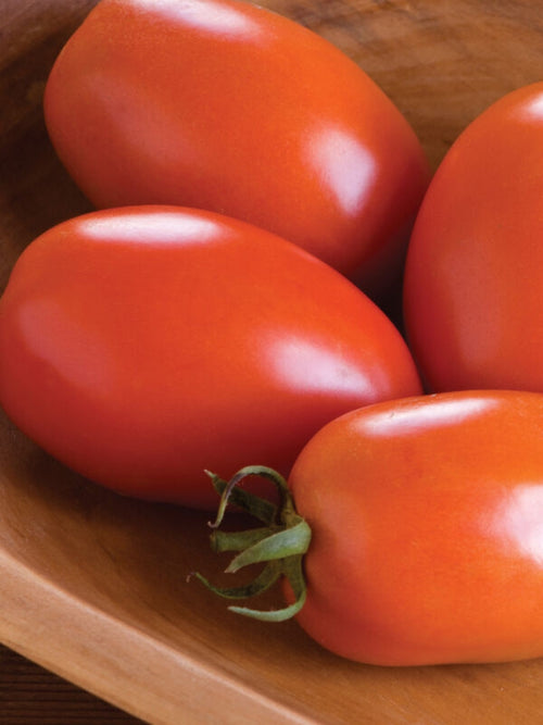 Organic Tomato 4" | Amish Paste Heirloom