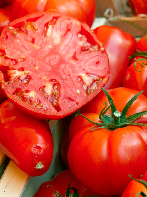 Tomato 1G | Beefsteak