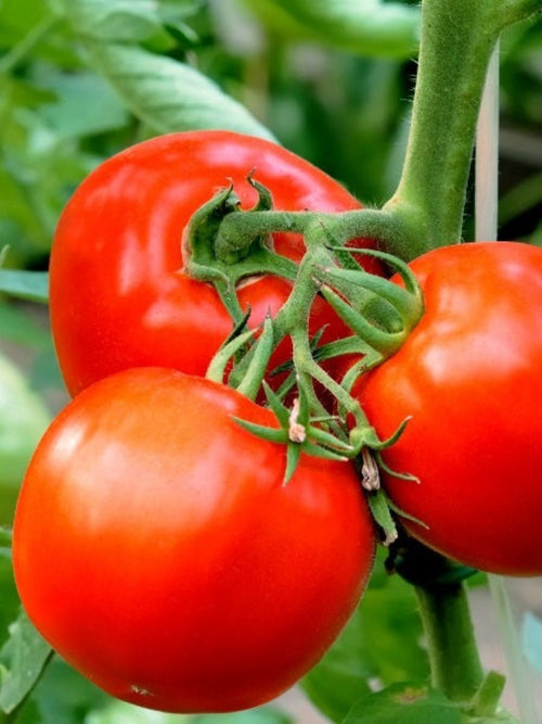 Organic Tomato 4" | Bloody Butcher