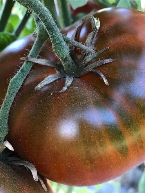 Organic Tomato 4" | Cherokee Chocolate Heirloom