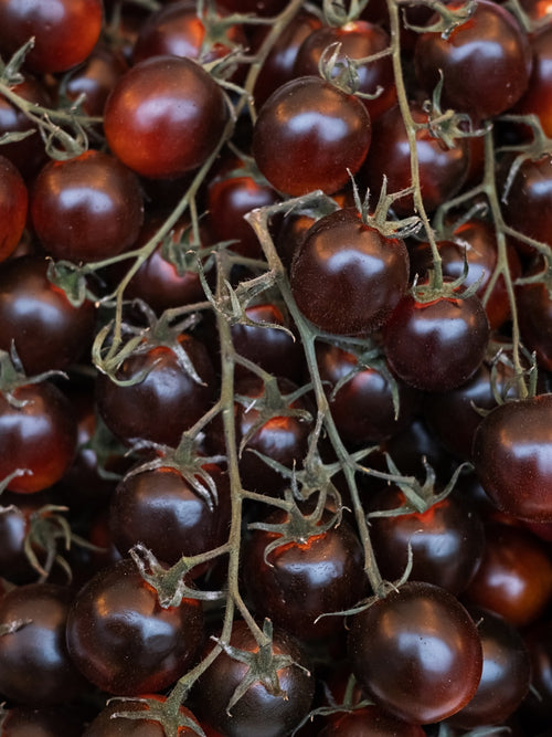 Organic Tomato 4" | Chocolate Cherry