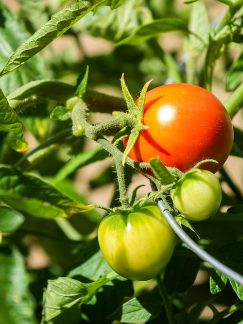 Organic Tomato 4" | Early Girl