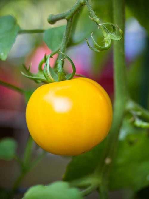 Organic Tomato 4" | Lemon Boy