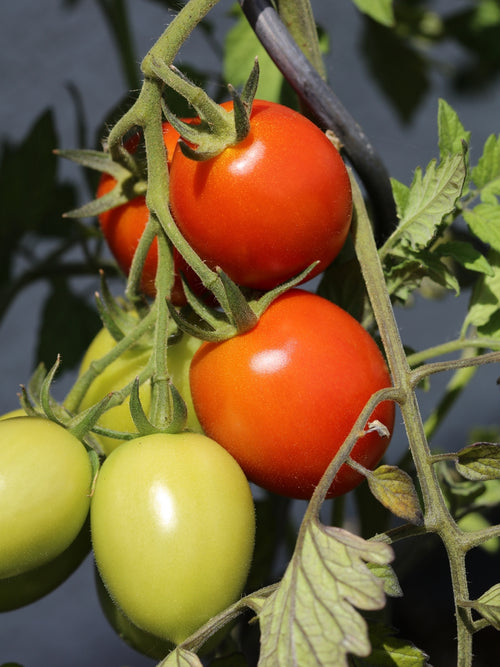 Organic Tomato 4" | Roma