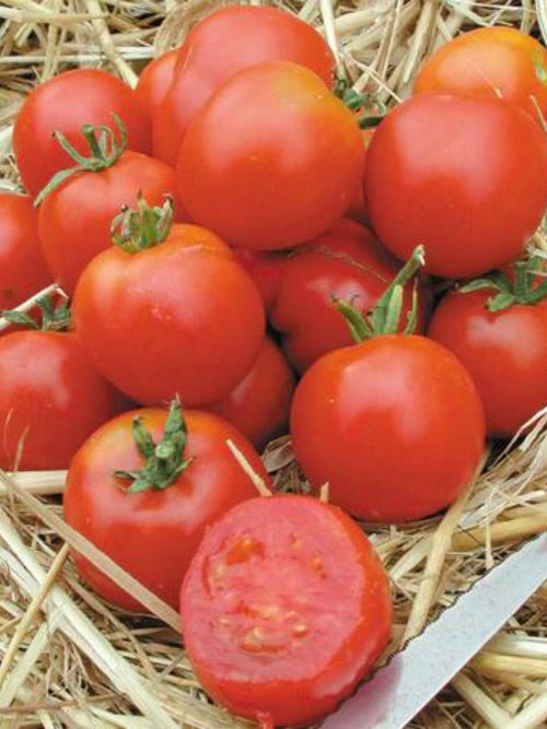 Organic Tomato 4" | Stupice Heirloom