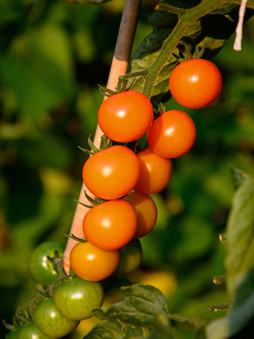 Tomato 4" | Sungold Cherry