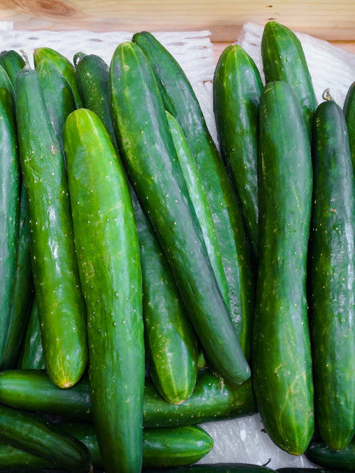 Organic Cucumber 4" | Burpless