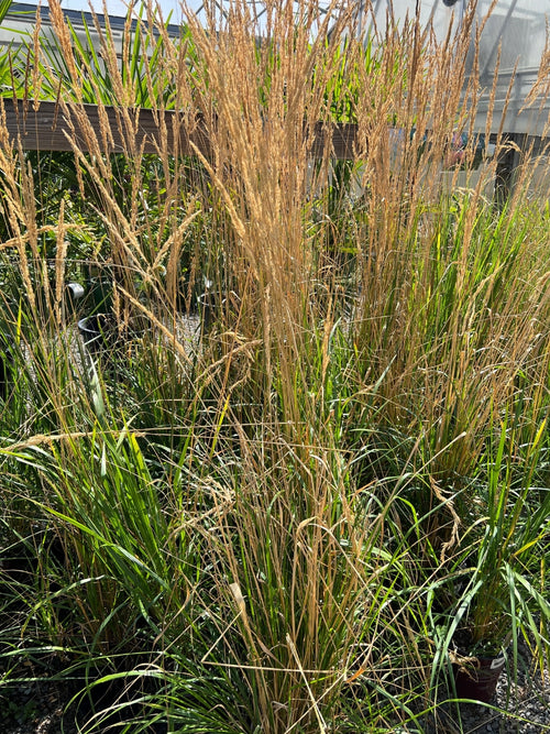 Feather Reed Grass 'Karl Foerster' 1G