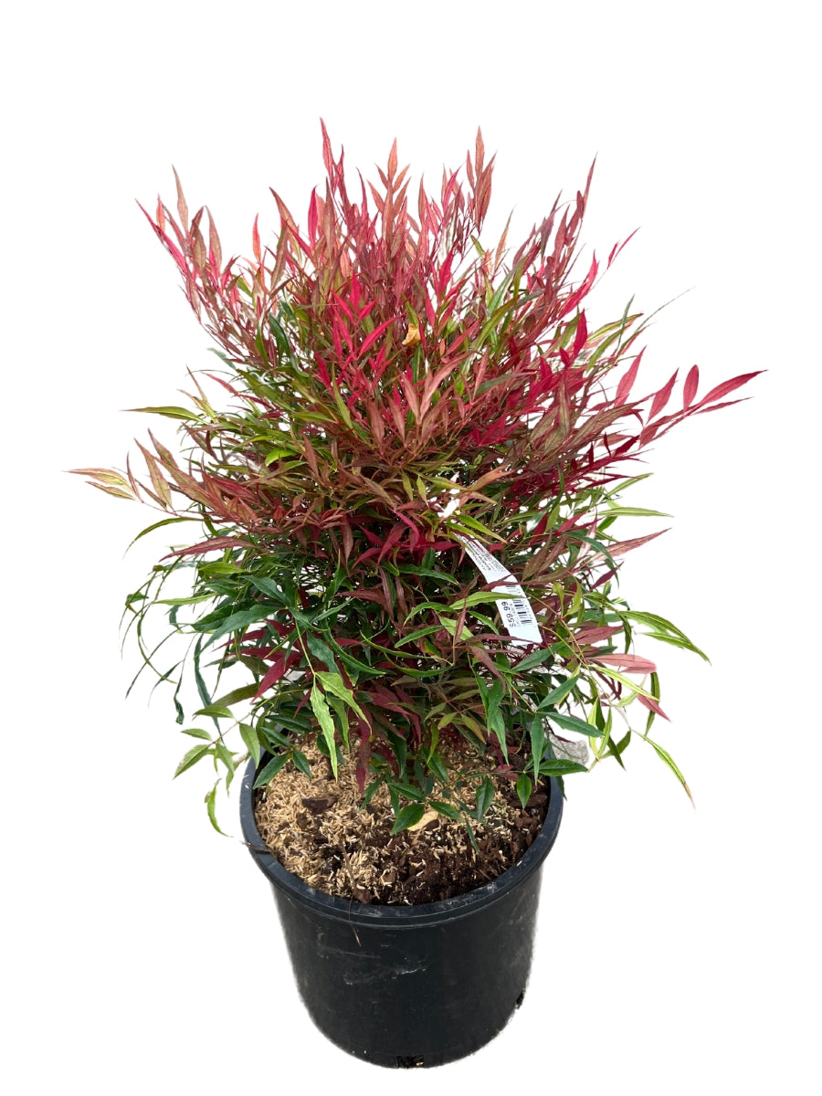 Nandina 'Burgundy Wine' – Watson's Greenhouse