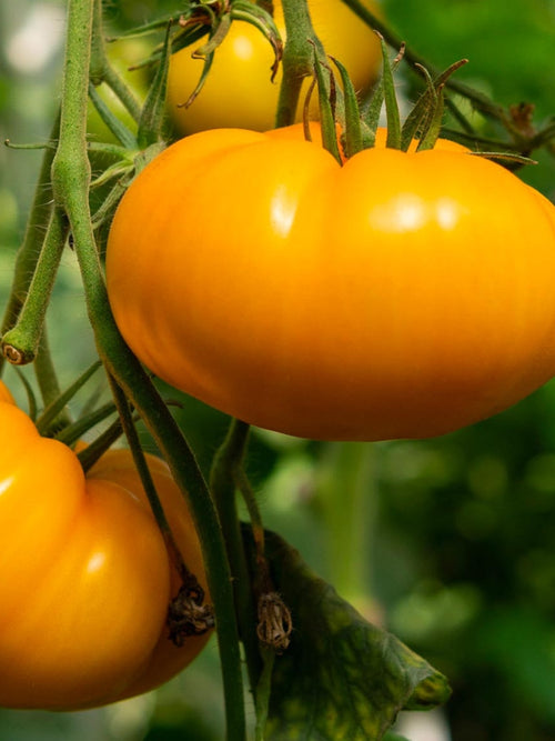 Organic Tomato 4" | Heirloom Amana Orange