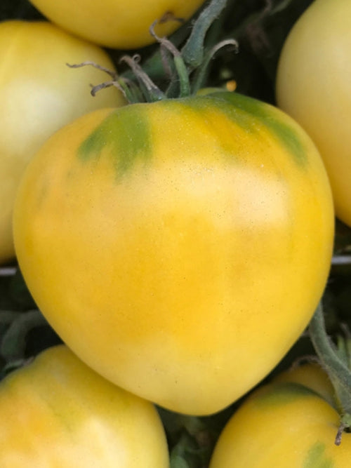 Organic Tomato 4" | Lemon Ice