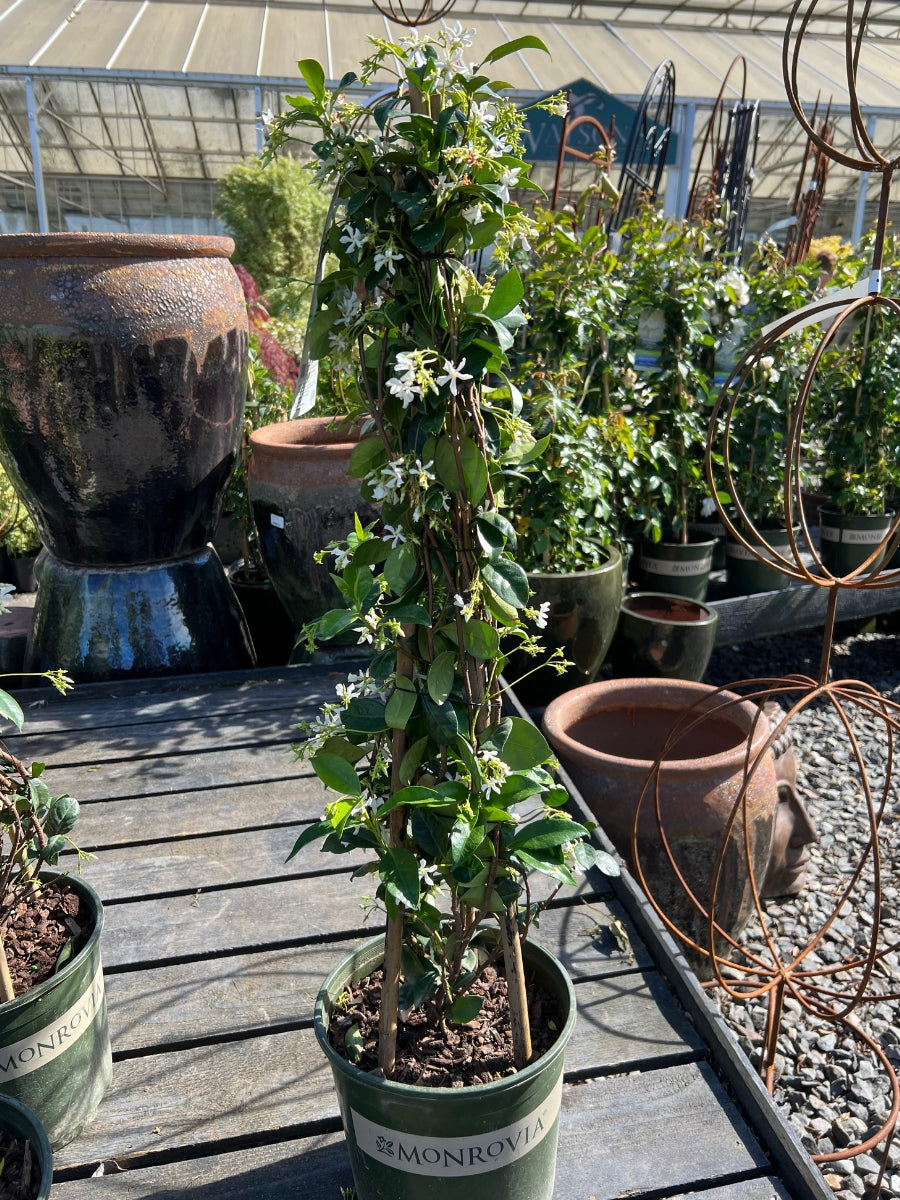 where to buy a jasmine house plant Trachelosmpermum jasminoides