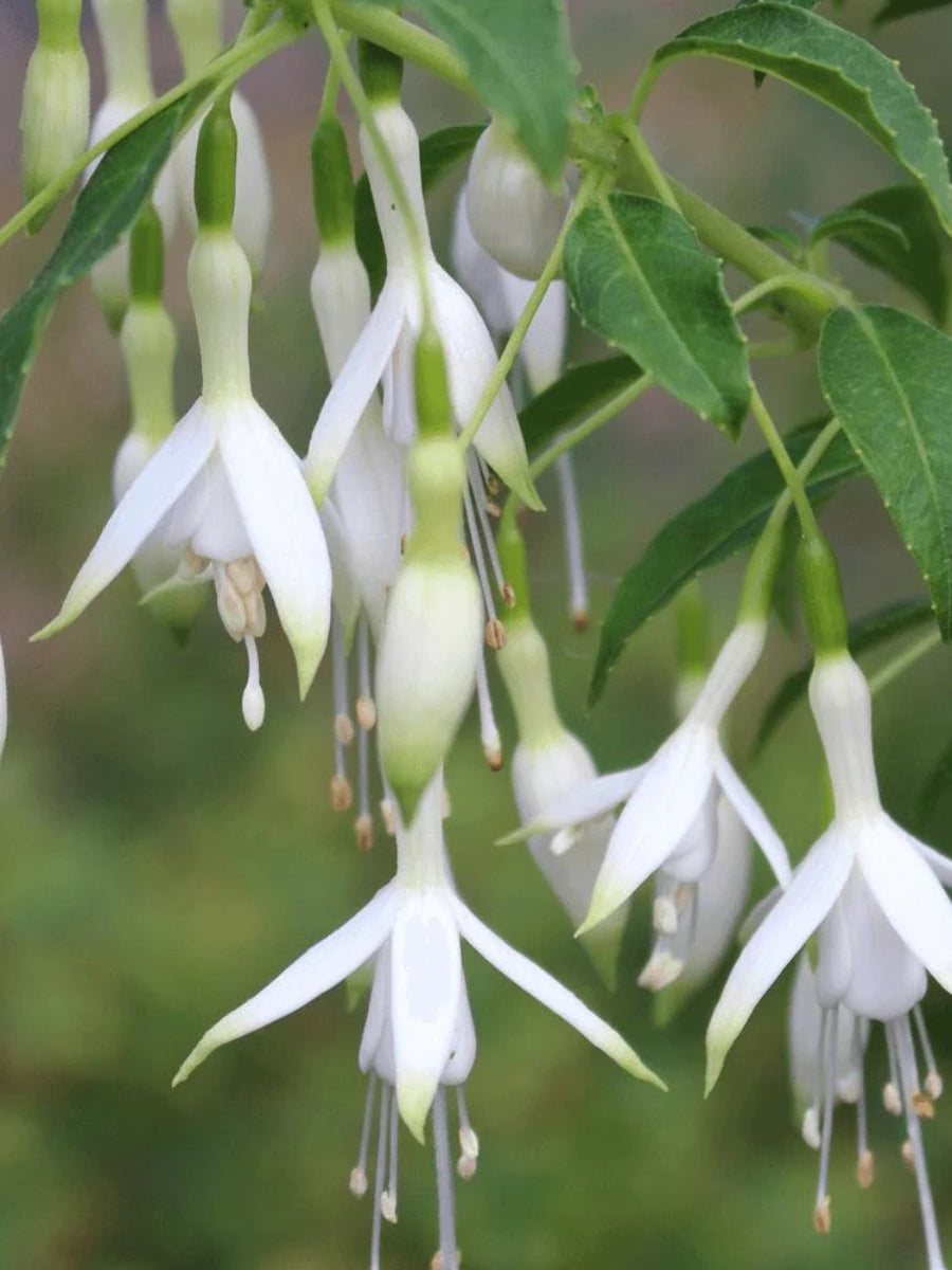 Hardy Fuchsia 'Hawkshead' 1G – Watson's Greenhouse