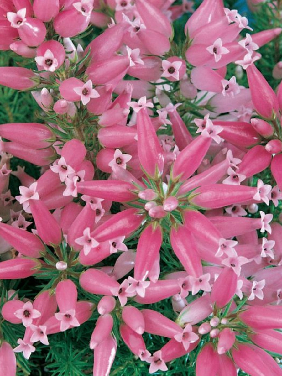 Heather Erica 'Candy Cane 1G