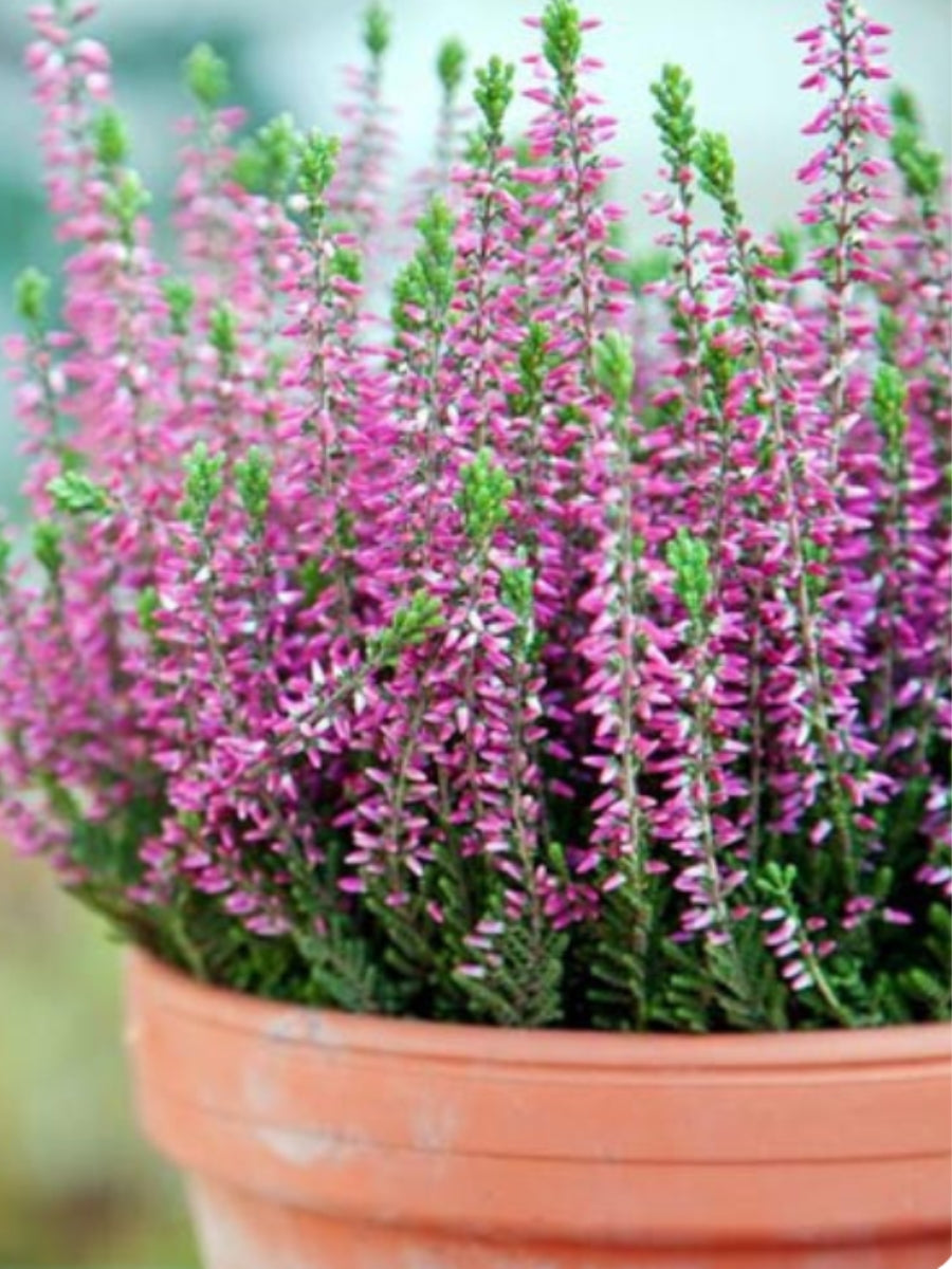 Calluna/Erica (Heather) Assorted Qt. – Watson's Greenhouse