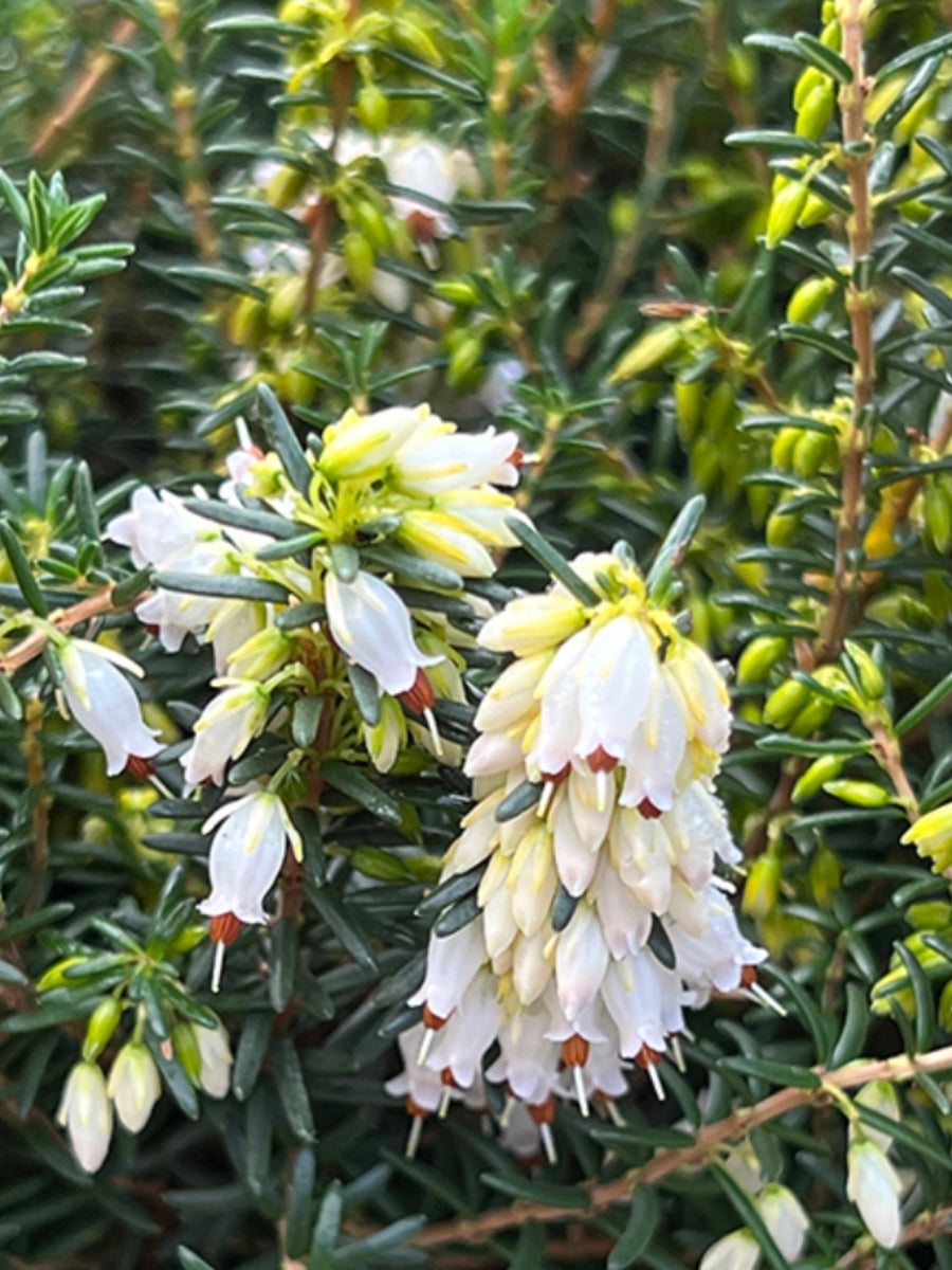 Heather Erica Carnea 'Springwood White' 1G