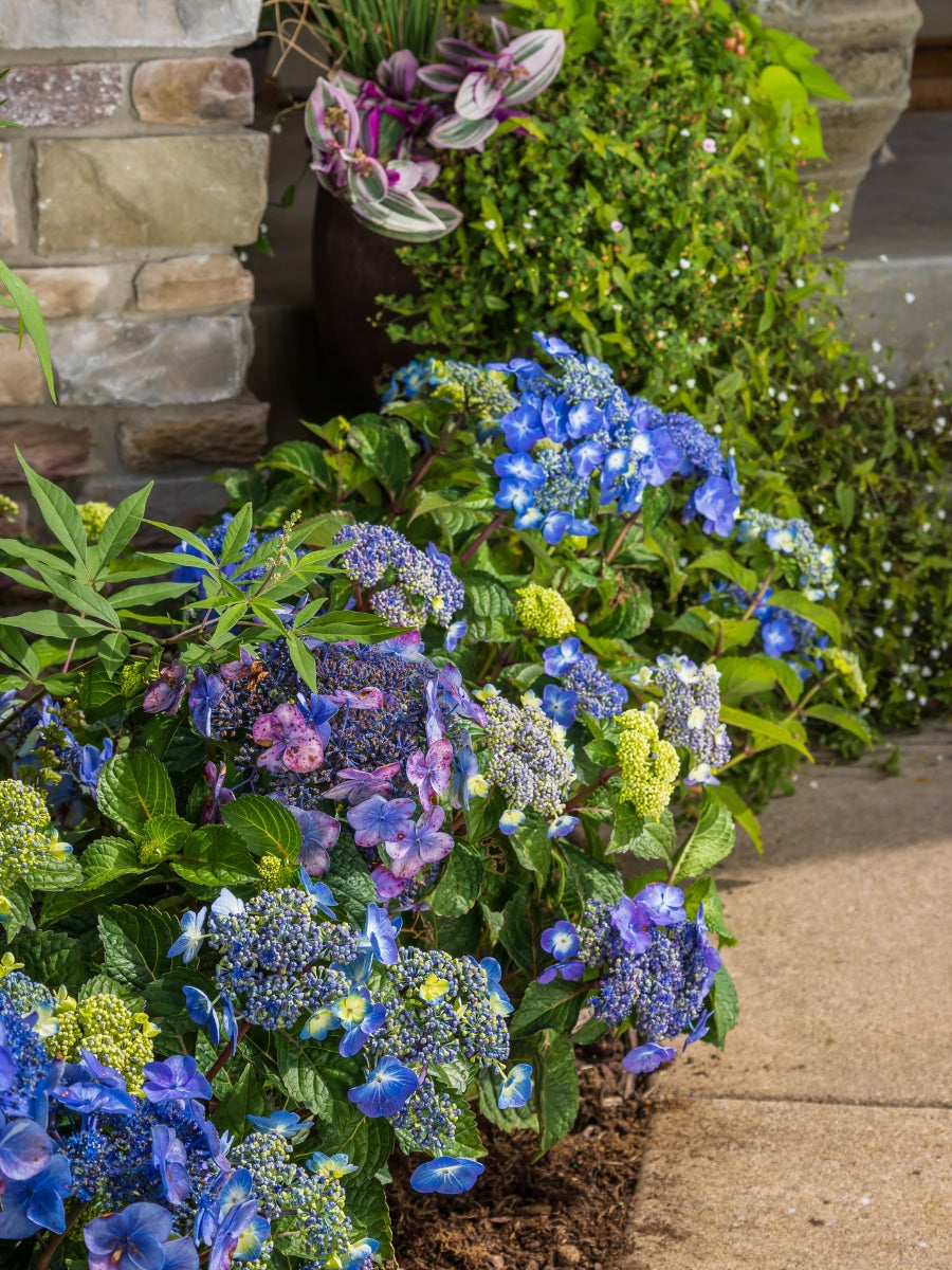 専用^_^新品未開封品hydrangea様バラメモまとめ売り Hydrangea Macrophylla | Endless Summer® Pop Star® 2G – Watson's