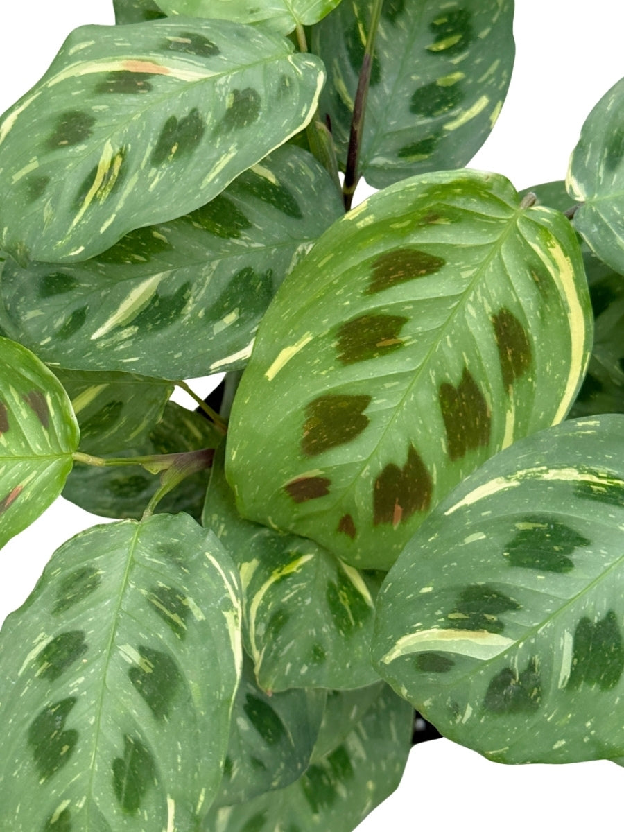 beauty kim prayer plant 6 in. Maranta Beauty Kim Plant in Grower Pot