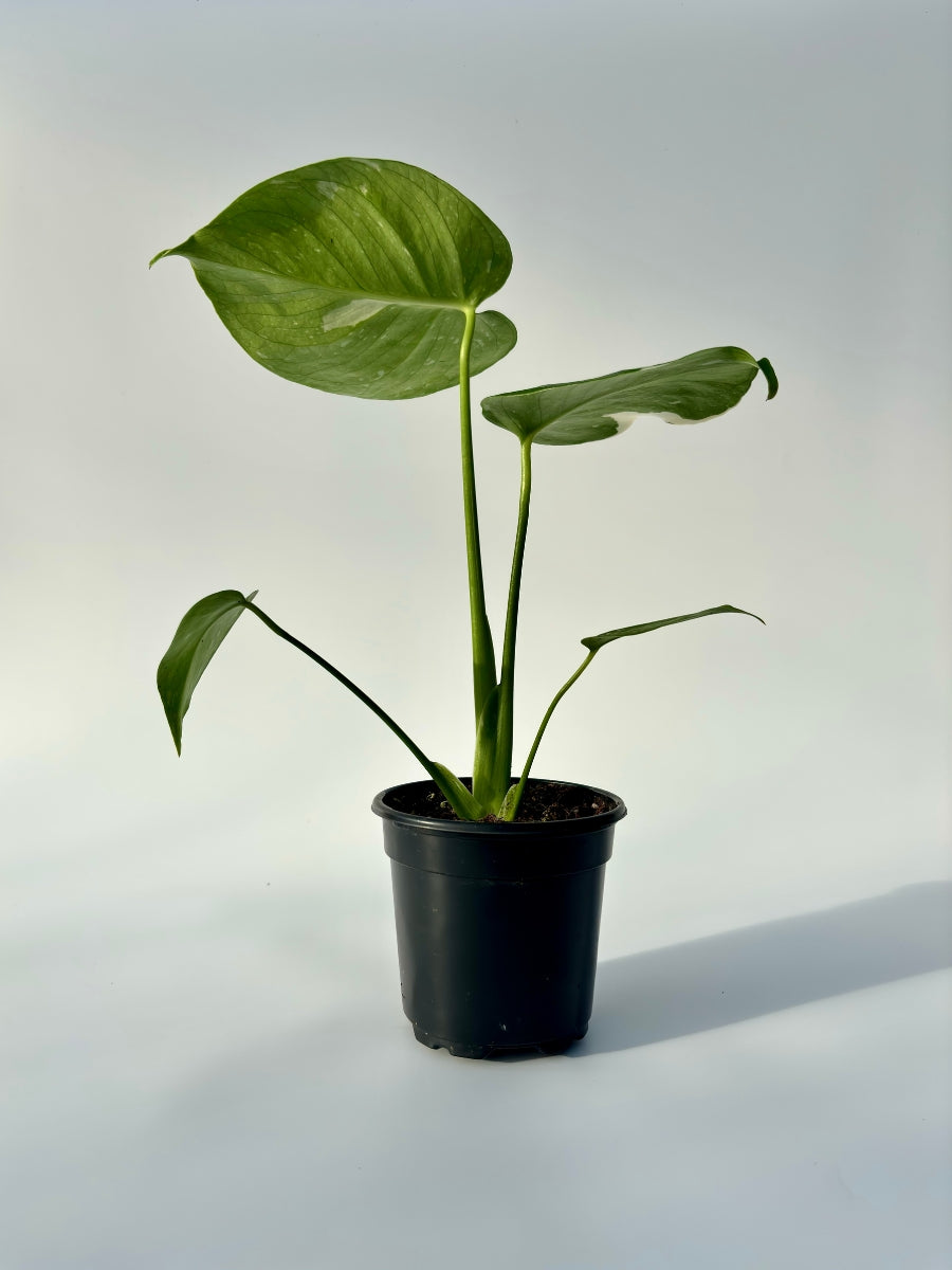 monstera deliciosa thai Monstera Deliciosa 'Thai Constellation' 4''