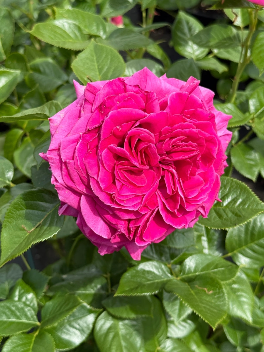 Hybrid Tea | Nothing but Class – Watson's Greenhouse