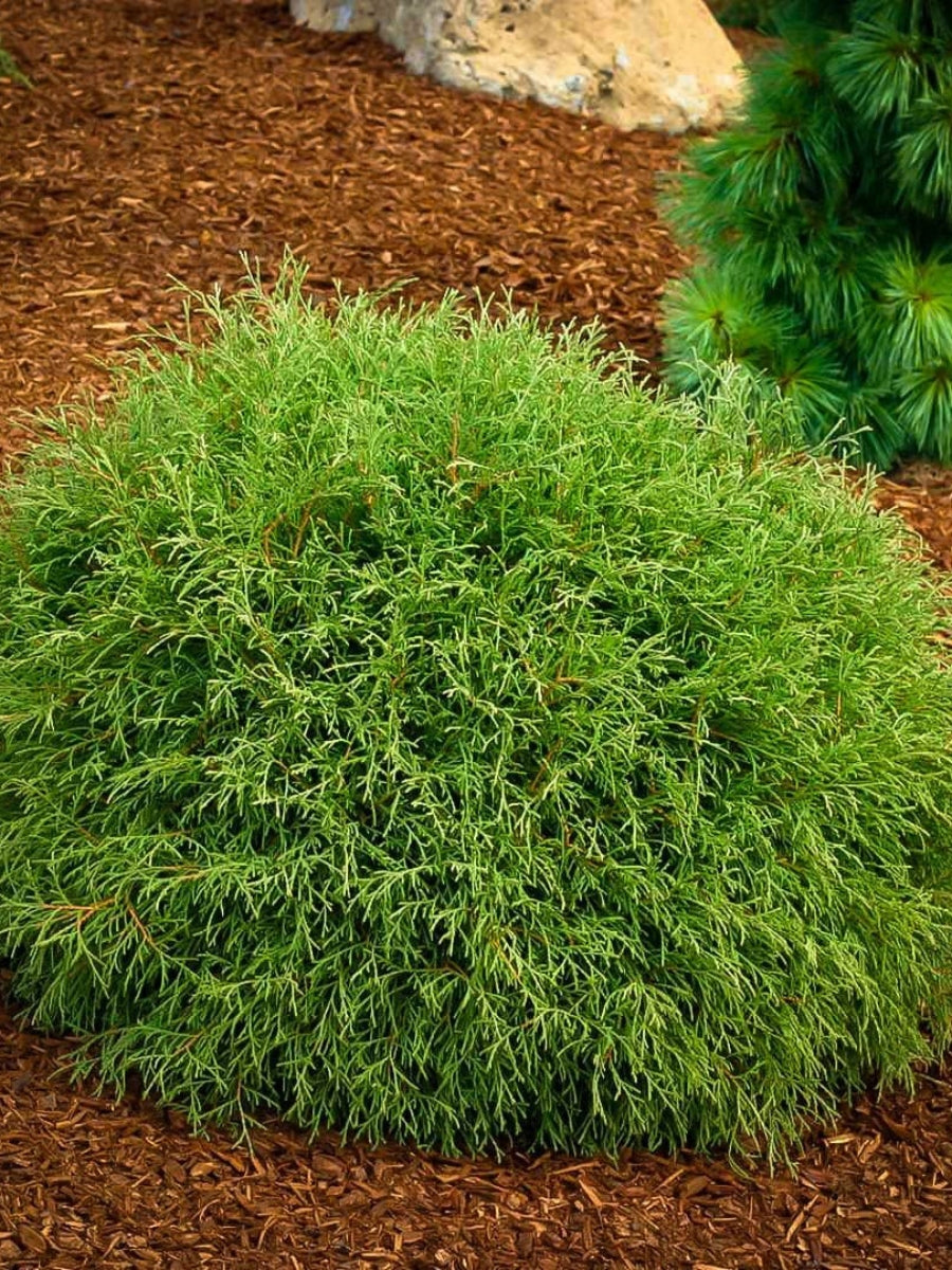 Thuja occidentalis 'Mr. Bowling Ball' 1G  Watson's Greenhouse