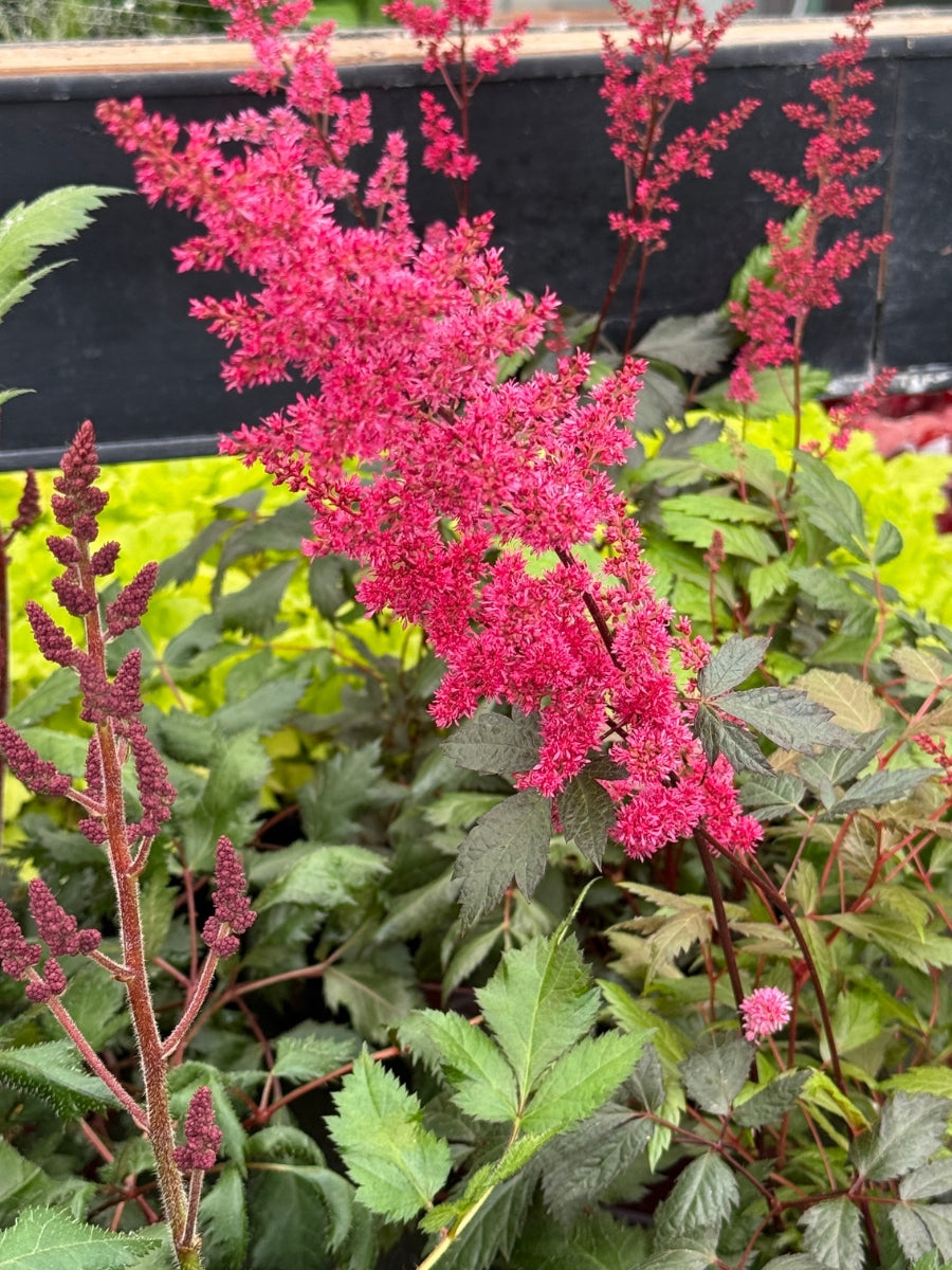 Astilbe ‘Fanal’ 1G