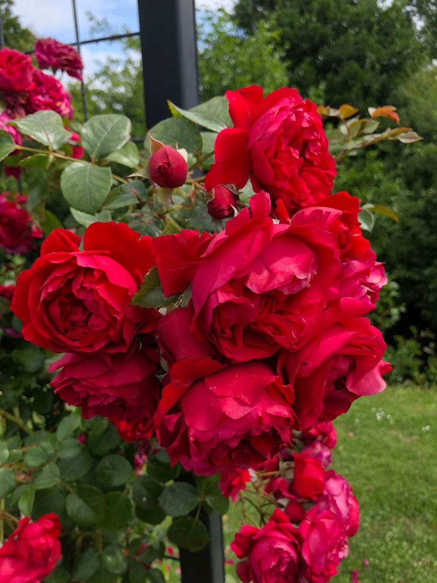 Arborose Florentina Climbing Rose