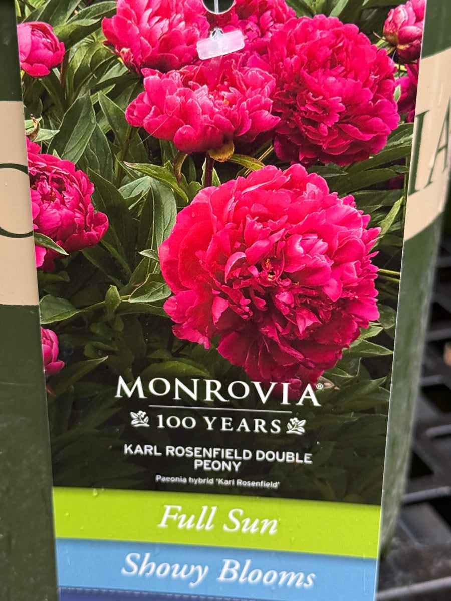 Peony 'Karl Rosenfield'