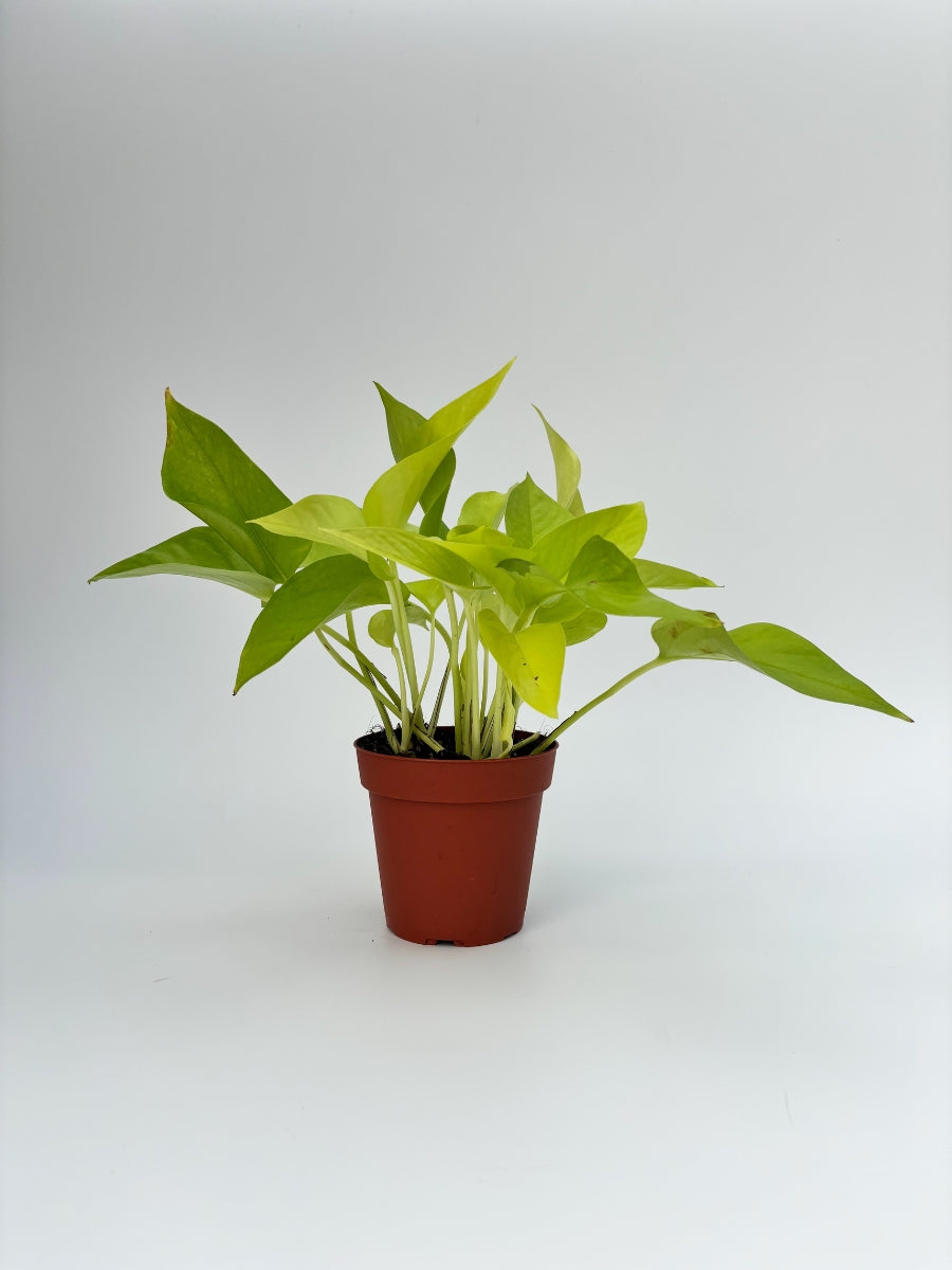 Pothos 'Neon' Live Plant, 4