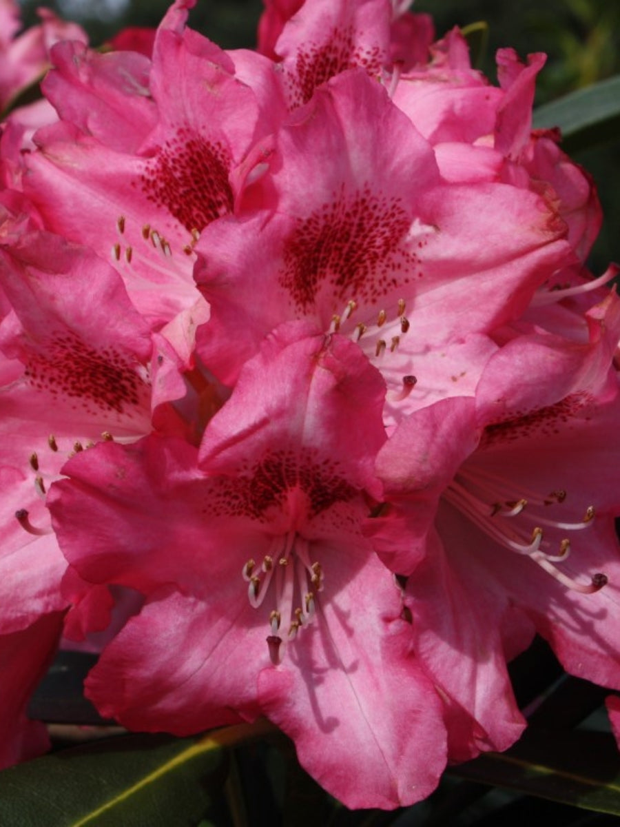 Rhododendron 'Sneezy' 2G – Watson's Greenhouse